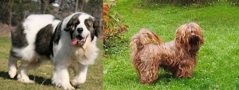 Tsvetnaya Bolonka vs Pyrenean Mastiff - Breed Comparison