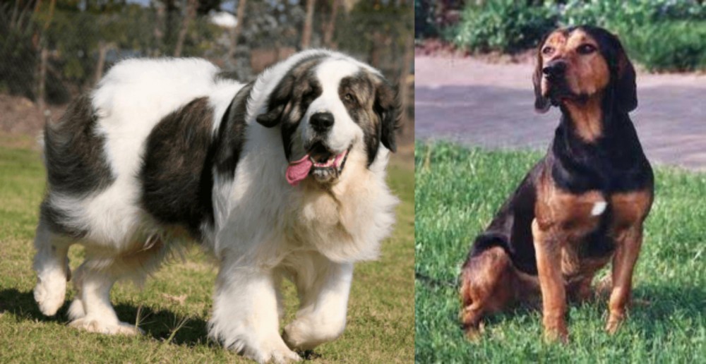 Tyrolean Hound vs Pyrenean Mastiff - Breed Comparison