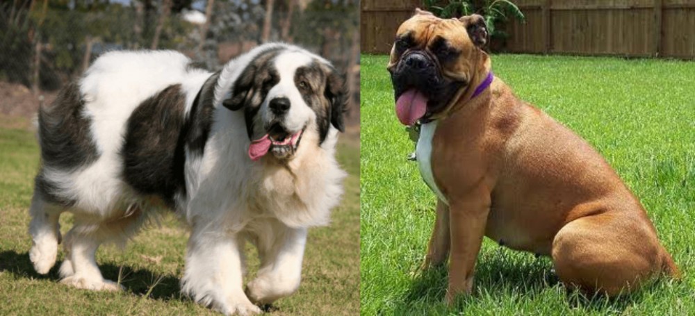 Valley Bulldog vs Pyrenean Mastiff - Breed Comparison