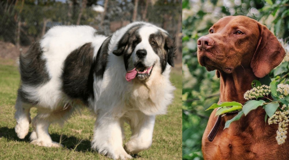 Vizsla vs Pyrenean Mastiff - Breed Comparison
