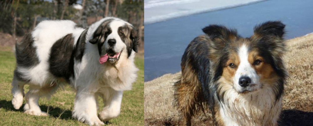 Welsh Sheepdog vs Pyrenean Mastiff - Breed Comparison