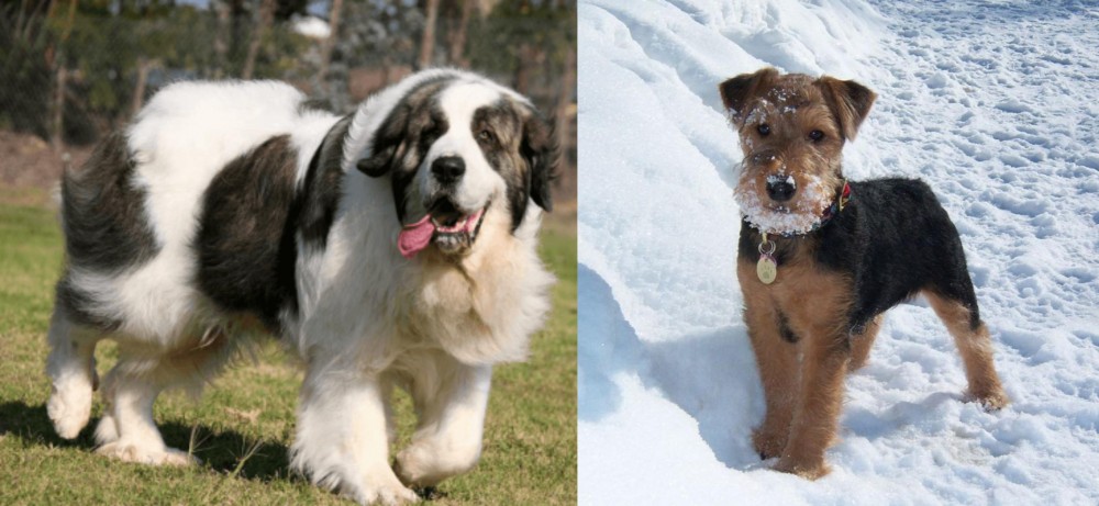 Welsh Terrier vs Pyrenean Mastiff - Breed Comparison