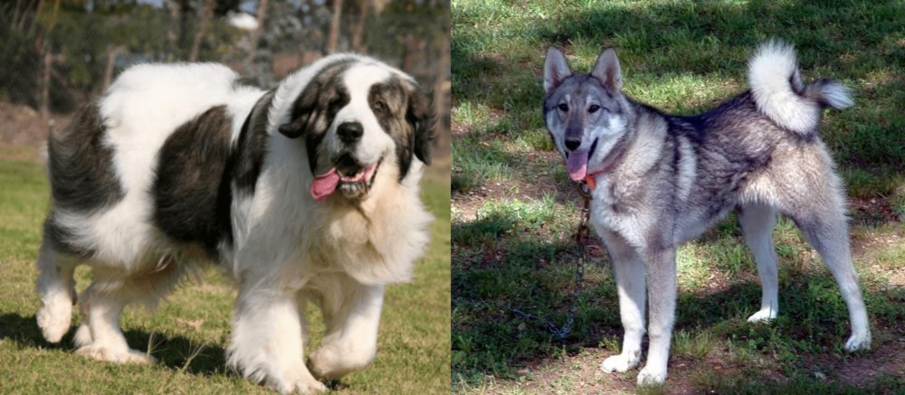 West Siberian Laika vs Pyrenean Mastiff - Breed Comparison