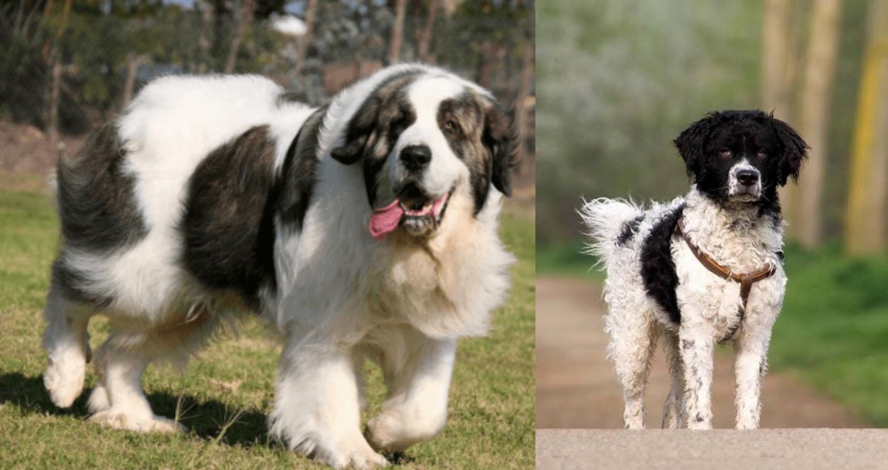 Wetterhoun vs Pyrenean Mastiff - Breed Comparison