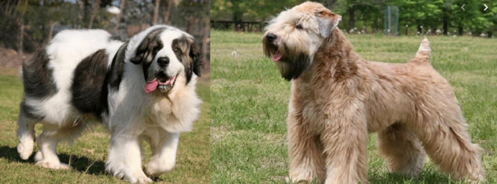 Wheaten Terrier vs Pyrenean Mastiff - Breed Comparison