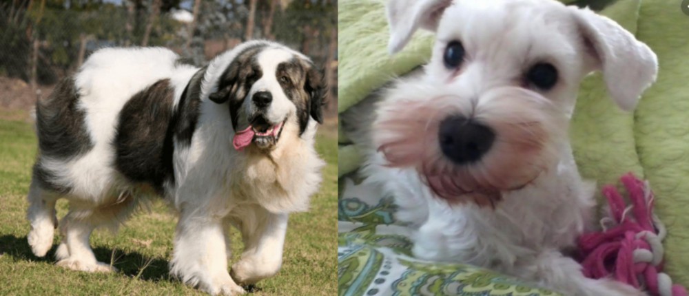 White Schnauzer vs Pyrenean Mastiff - Breed Comparison