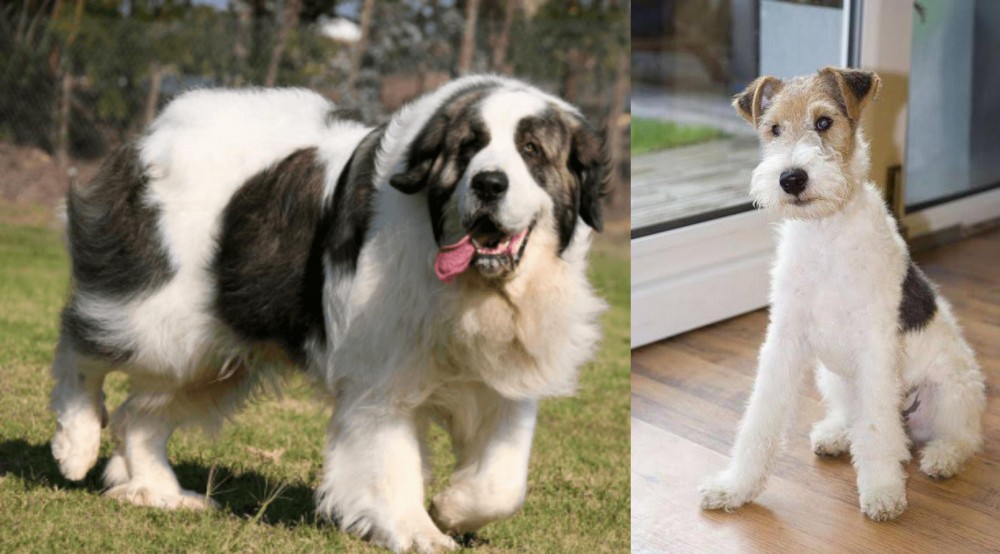Wire Fox Terrier vs Pyrenean Mastiff - Breed Comparison