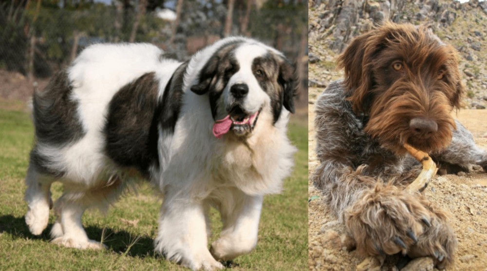 Wirehaired Pointing Griffon vs Pyrenean Mastiff - Breed Comparison