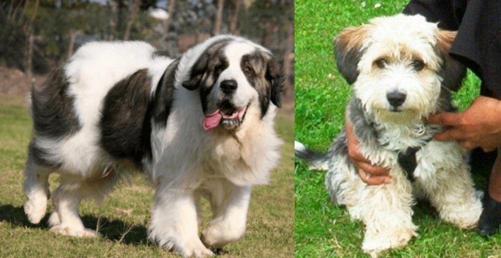 Yo-Chon vs Pyrenean Mastiff - Breed Comparison