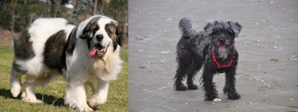 YorkiePoo vs Pyrenean Mastiff - Breed Comparison