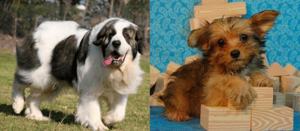 Yorkillon vs Pyrenean Mastiff - Breed Comparison