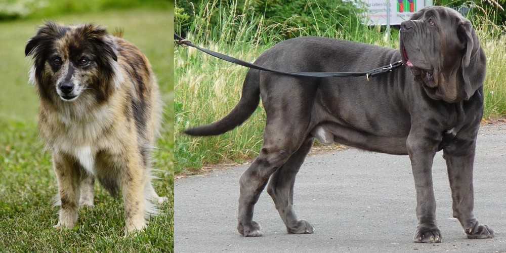 Neapolitan Mastiff vs Pyrenean Shepherd - Breed Comparison