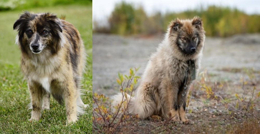 Nenets Herding Laika vs Pyrenean Shepherd - Breed Comparison