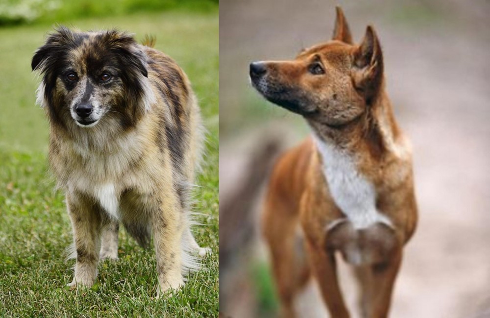 New Guinea Singing Dog vs Pyrenean Shepherd - Breed Comparison