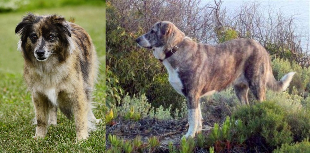 Rafeiro do Alentejo vs Pyrenean Shepherd - Breed Comparison