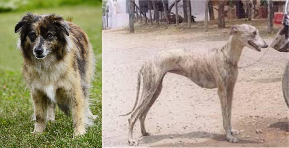 Rampur Greyhound vs Pyrenean Shepherd - Breed Comparison