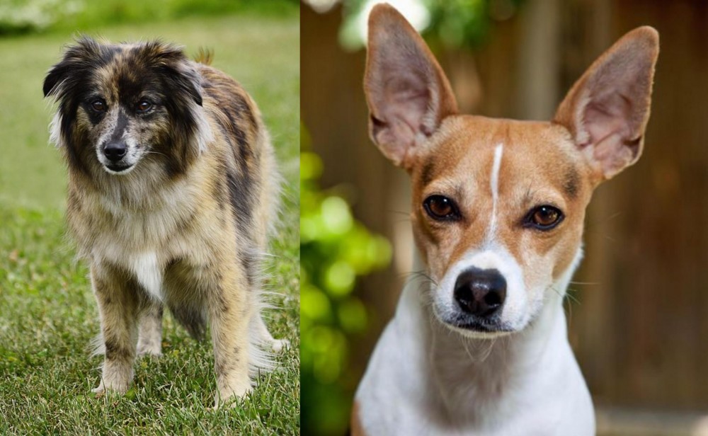 Rat Terrier vs Pyrenean Shepherd - Breed Comparison