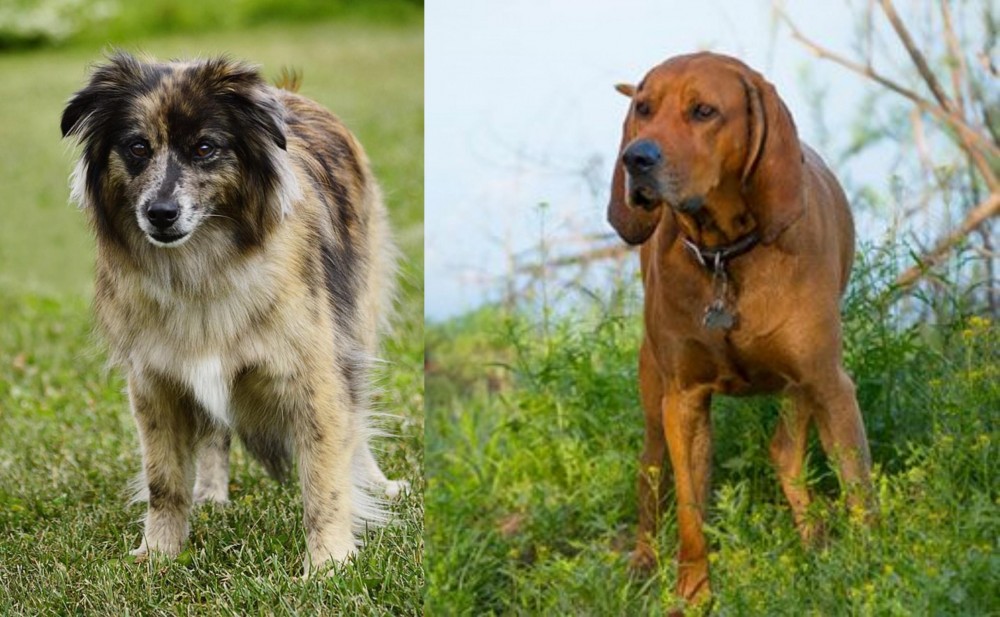 Redbone Coonhound vs Pyrenean Shepherd - Breed Comparison