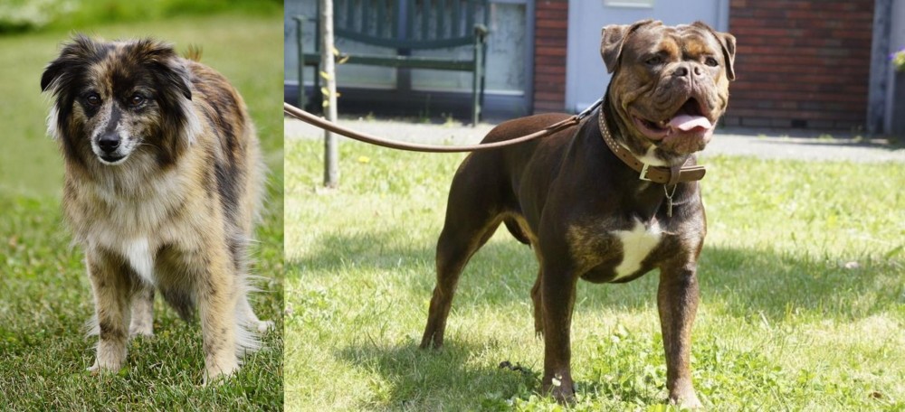 Renascence Bulldogge vs Pyrenean Shepherd - Breed Comparison