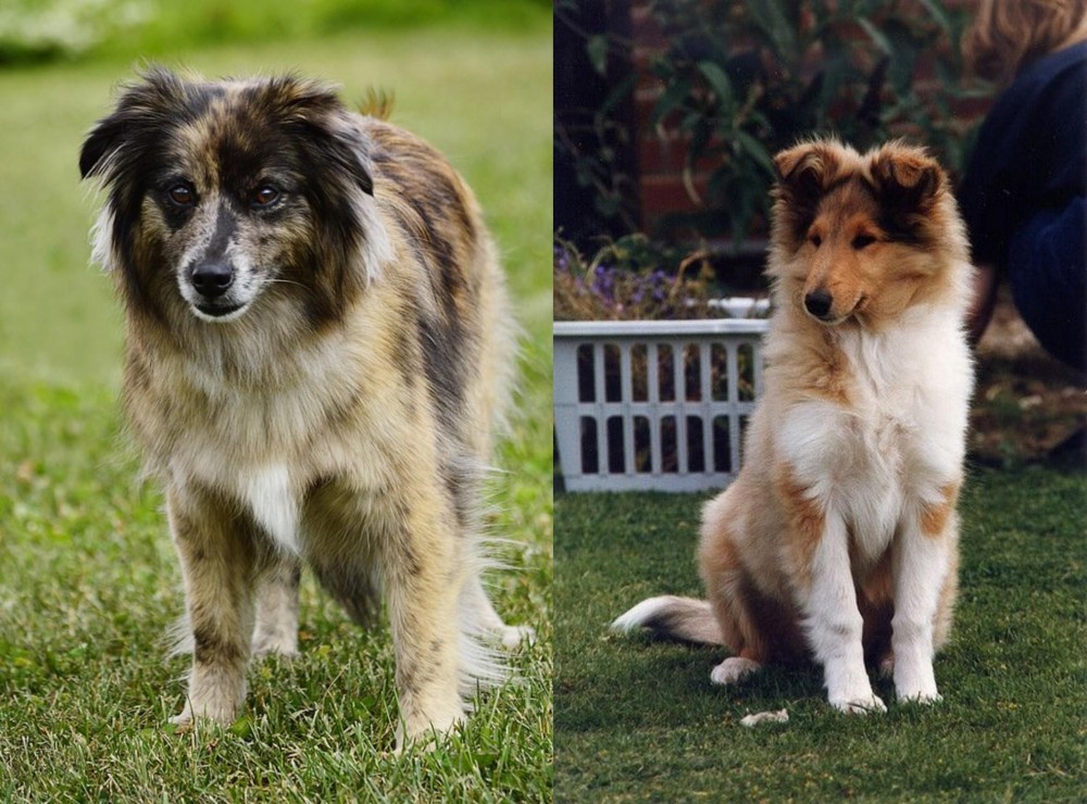 Rough Collie vs Pyrenean Shepherd - Breed Comparison
