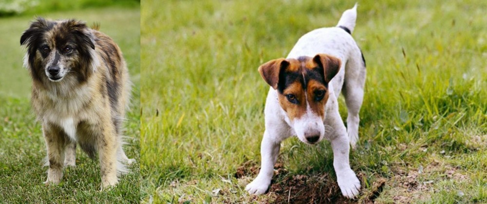 Russell Terrier vs Pyrenean Shepherd - Breed Comparison