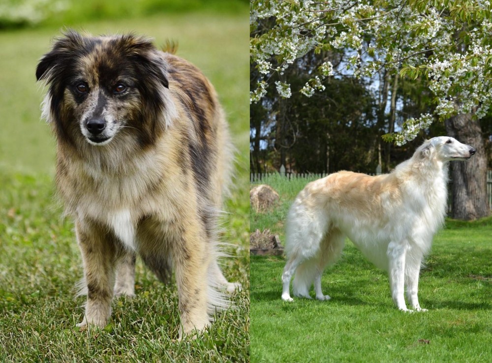 Russian Hound vs Pyrenean Shepherd - Breed Comparison
