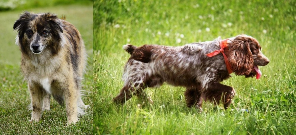 Russian Spaniel vs Pyrenean Shepherd - Breed Comparison