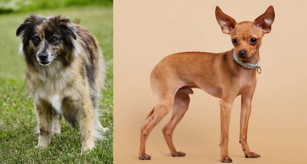 Russian Toy Terrier vs Pyrenean Shepherd - Breed Comparison
