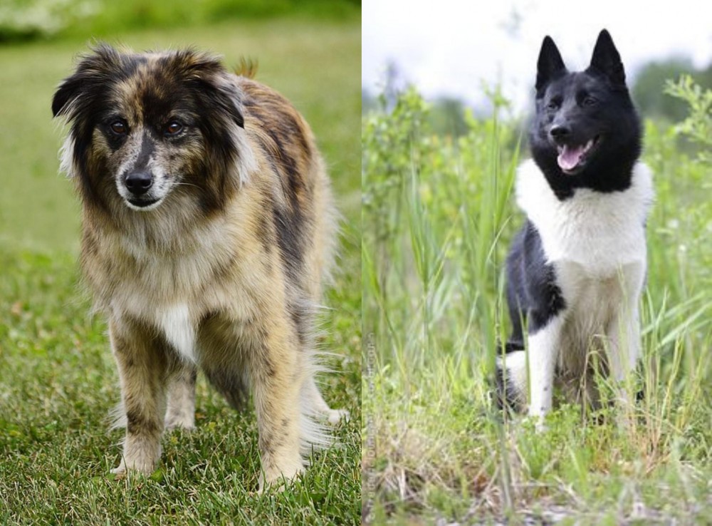 Russo-European Laika vs Pyrenean Shepherd - Breed Comparison
