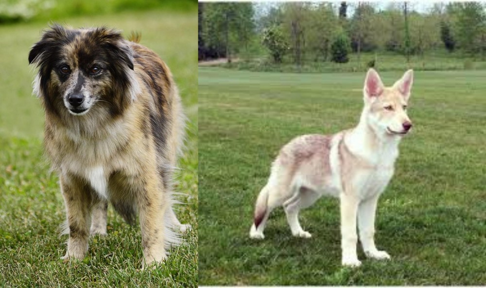 Saarlooswolfhond vs Pyrenean Shepherd - Breed Comparison