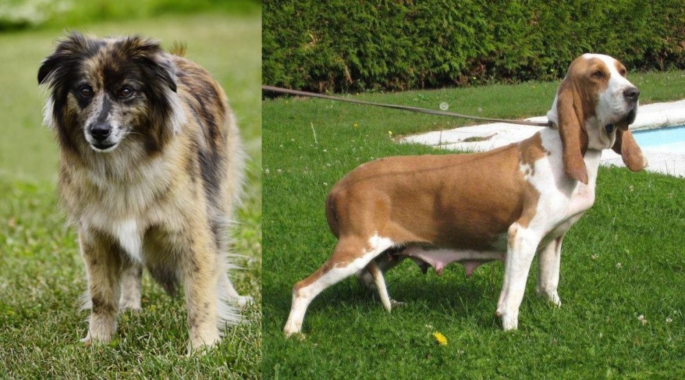 Sabueso Espanol vs Pyrenean Shepherd - Breed Comparison
