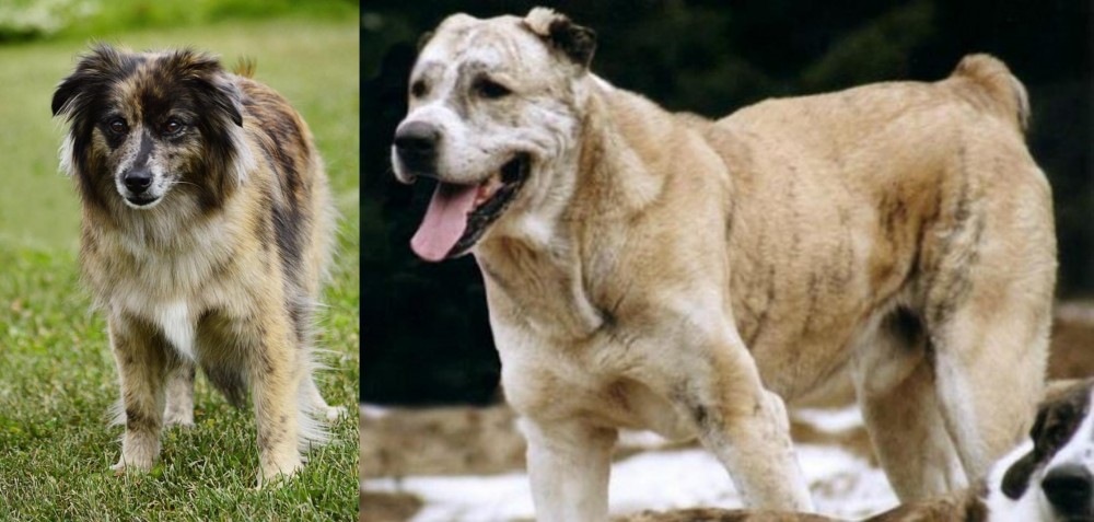 Sage Koochee vs Pyrenean Shepherd - Breed Comparison