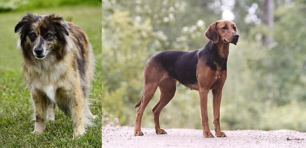Schillerstovare vs Pyrenean Shepherd - Breed Comparison