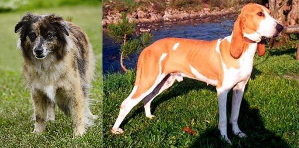 Schweizer Laufhund vs Pyrenean Shepherd - Breed Comparison