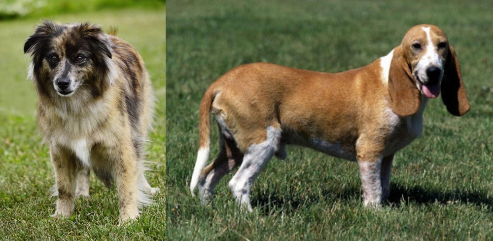 Schweizer Niederlaufhund vs Pyrenean Shepherd - Breed Comparison