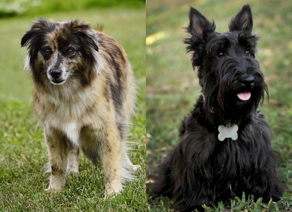 Scoland Terrier vs Pyrenean Shepherd - Breed Comparison