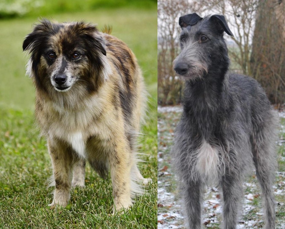 Scottish Deerhound vs Pyrenean Shepherd - Breed Comparison