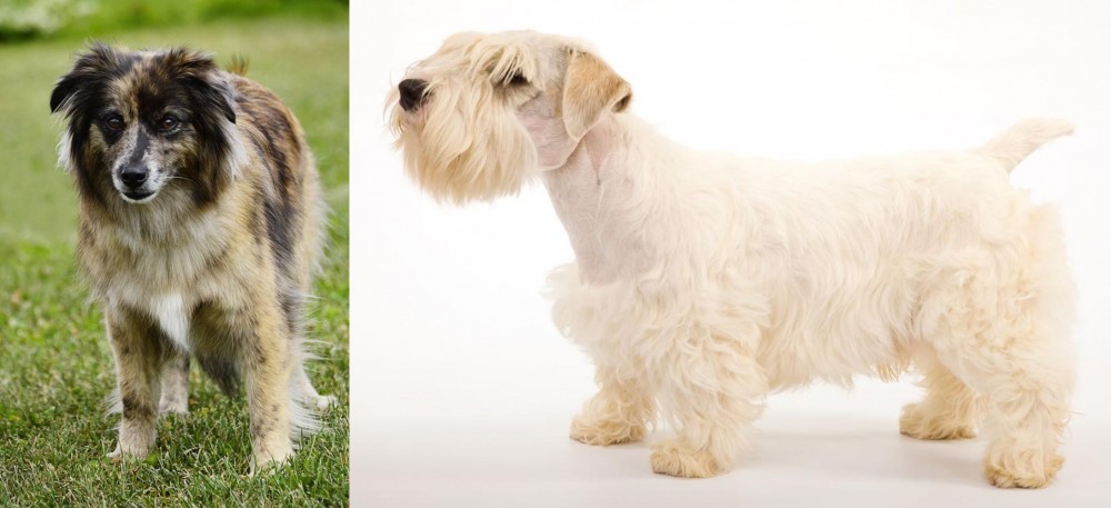 Sealyham Terrier vs Pyrenean Shepherd - Breed Comparison