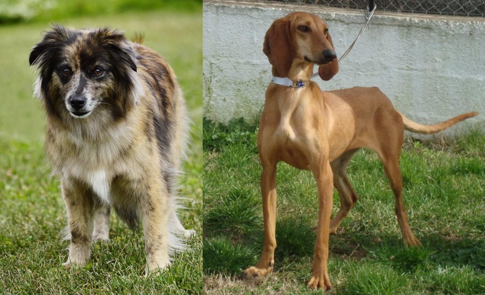 Segugio Italiano vs Pyrenean Shepherd - Breed Comparison