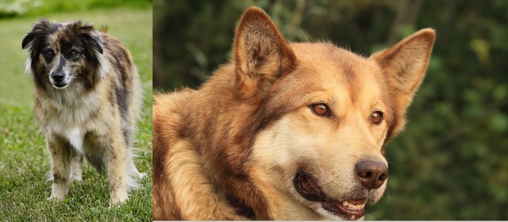Seppala Siberian Sleddog vs Pyrenean Shepherd - Breed Comparison