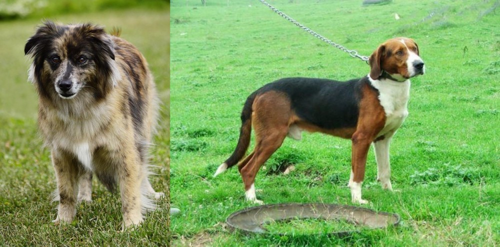 Serbian Tricolour Hound vs Pyrenean Shepherd - Breed Comparison