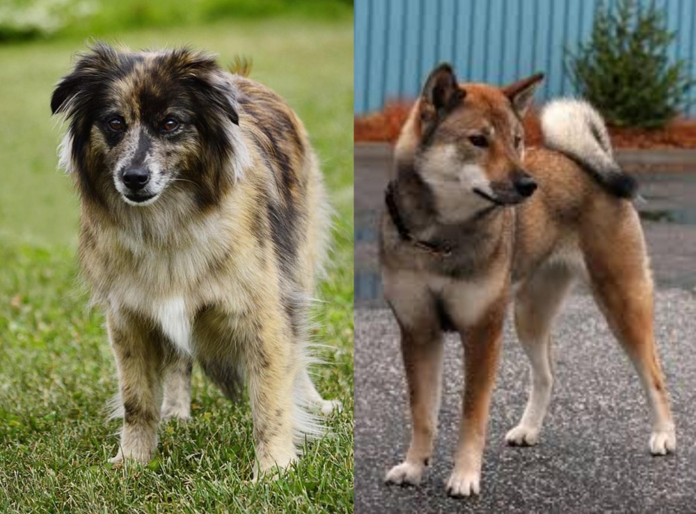 Shikoku vs Pyrenean Shepherd - Breed Comparison