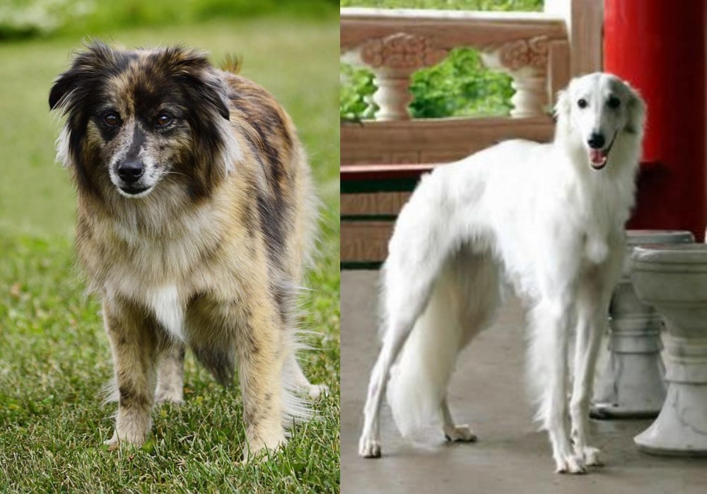 Silken Windhound vs Pyrenean Shepherd - Breed Comparison