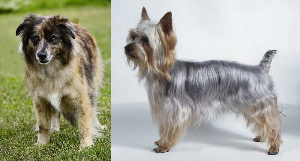 Silky Terrier vs Pyrenean Shepherd - Breed Comparison