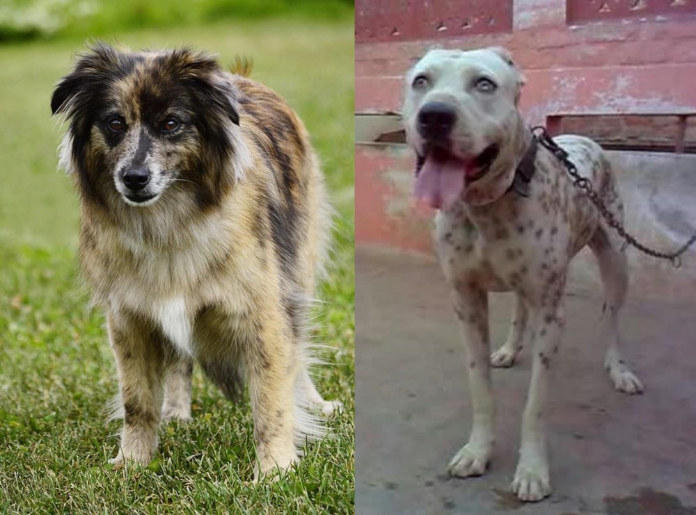 Sindh Mastiff vs Pyrenean Shepherd - Breed Comparison
