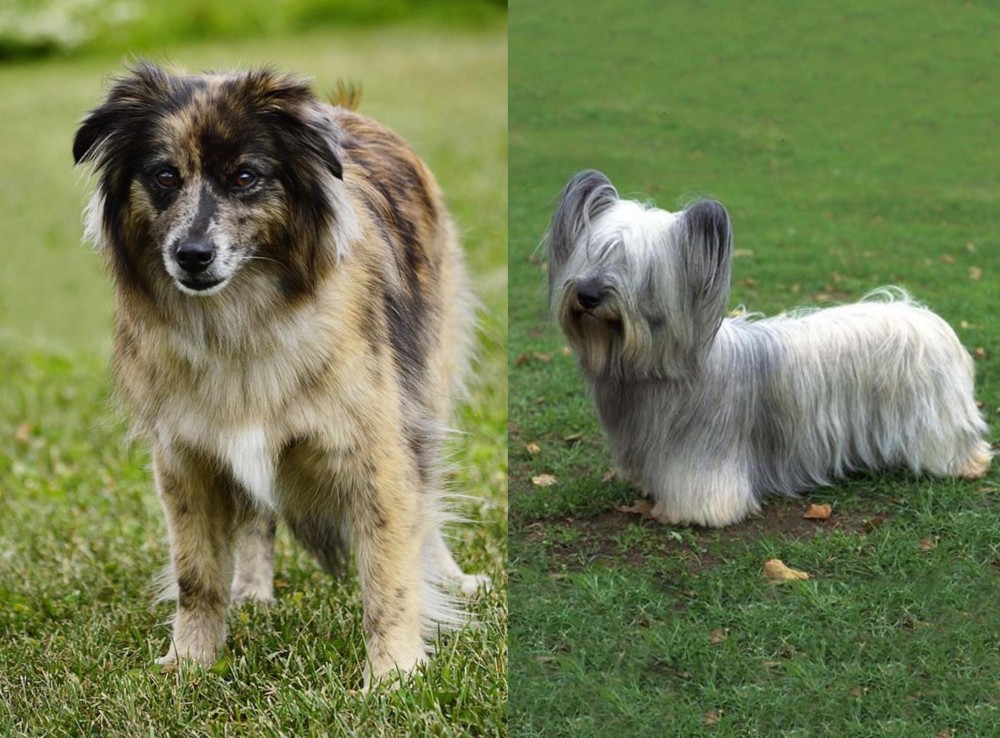 Skye Terrier vs Pyrenean Shepherd - Breed Comparison