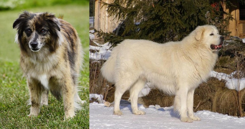 Slovak Cuvac vs Pyrenean Shepherd - Breed Comparison