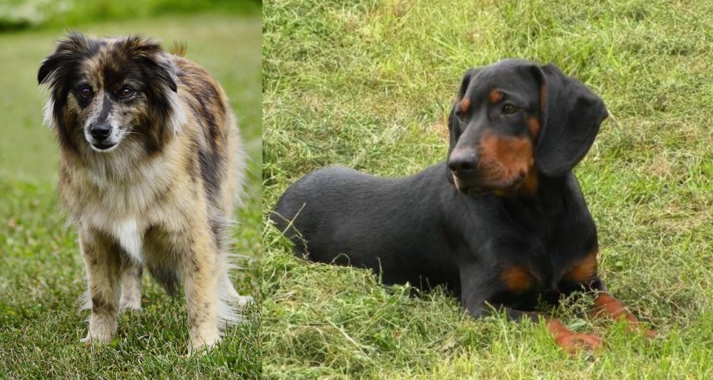 Slovakian Hound vs Pyrenean Shepherd - Breed Comparison