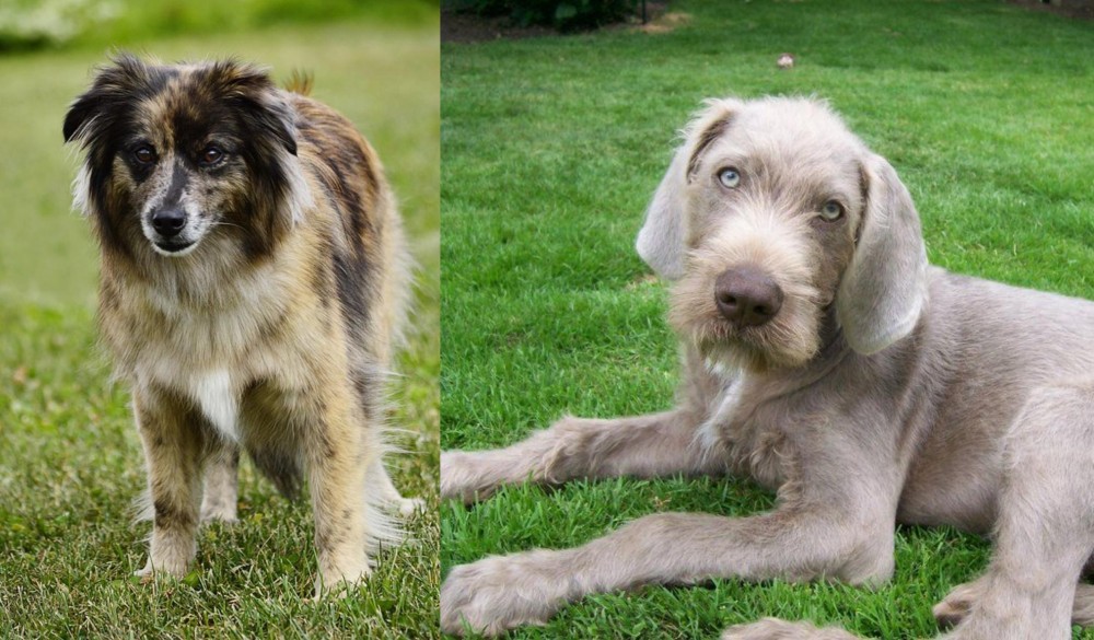Slovakian Rough Haired Pointer vs Pyrenean Shepherd - Breed Comparison