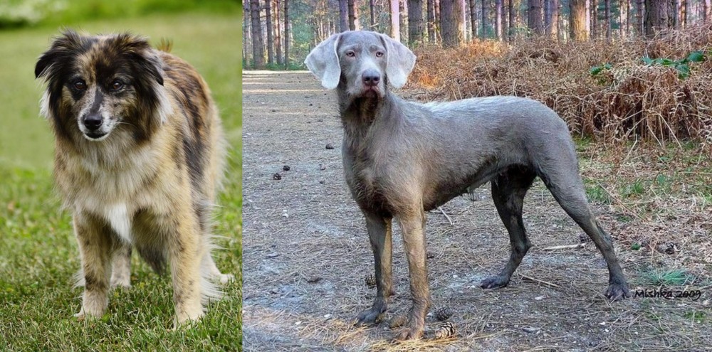 Slovensky Hrubosrsty Stavac vs Pyrenean Shepherd - Breed Comparison